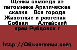 Щенки самоеда из питомника Арктическая сказка - Все города Животные и растения » Собаки   . Алтайский край,Рубцовск г.